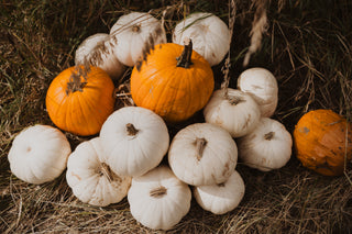 HARVEST VENDORS 2024
