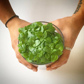 Essential Basil Culinary Garden